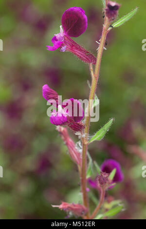 Blue Waxweed, Indianbloss (Cuphea viscosissima) Stock Photo