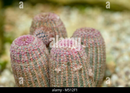 Arizona Rainbow Cactus, Röd regnbågskaktus (Echinocereus rigidissimus var rubrispinus) Stock Photo