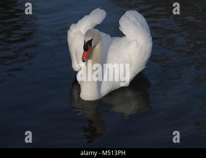 Mute swan and its mirror image