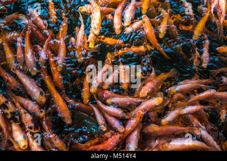 School of goldfishes, Madu Ganga, Sri Lanka Stock Photo