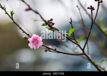 Peach Blossom In Xiamen City, Zhonglun Park, China Stock Photo