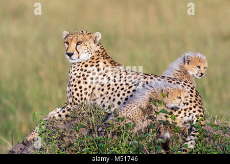 Cheetah cubs with their mother on the African savanna Cheetah cubs with their mother on the African savanna