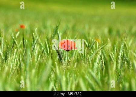 corn poppy; corn rose; field poppy; red weed; red poppy; Stock Photo