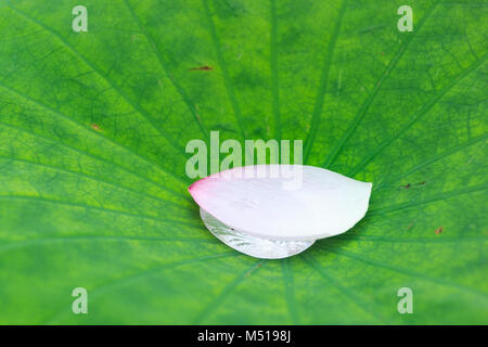 Petal of lotus on the green leaf Stock Photo