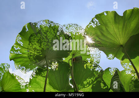 Low angle view of lotus under sunshine Stock Photo