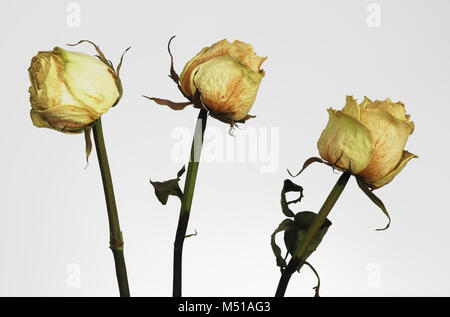 dry roses Stock Photo