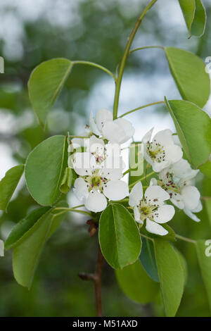 Wilde Birne, Wildbirne, Wilder Birnbaum, Holzbirne, HolzBirne, Pyrus