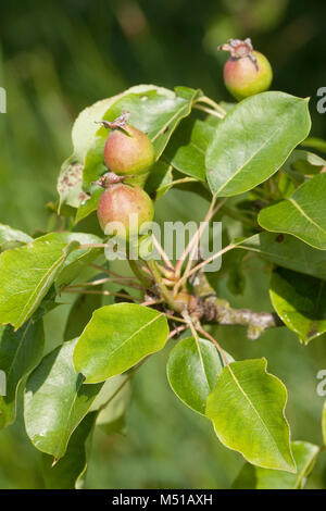 Wilde Birne, Wildbirne, Wilder Birnbaum, Holzbirne, HolzBirne, Pyrus