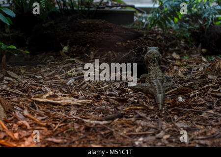 Tuatara the rare reptile of New Zealand, with crested spikes along their backs Stock Photo
