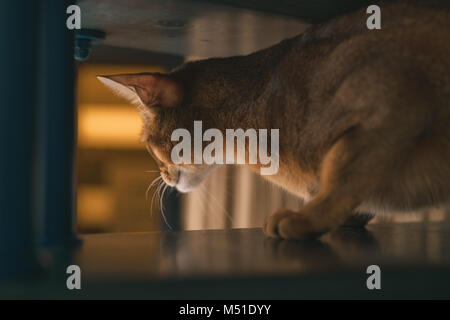 abyssinian cat sitting on stairs looking down, shallow focus Stock Photo