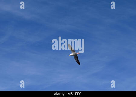 Seagull is flying in front of the deep blue sky in San Francisco Stock Photo