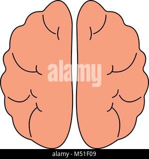 Human brain front view icon. Hnternal organs symbol. Vector illustration in cartoon style isolated on white background Stock Vector