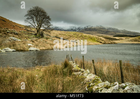 A lone tree by Llyn Y Dywarchen in the Snowdonia National Park, with Mount Snowdon in the distance. Stock Photo
