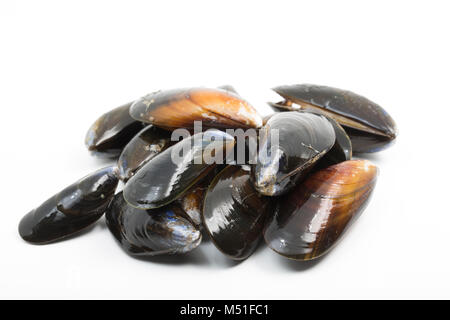 Live, rope-grown mussels, Mytilus edulis from a supermarket. The shells should close when tapped. England UK GB Stock Photo