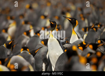 King penguin (Aptenodytes Patagonicus) colony in the Falkland islands. Stock Photo