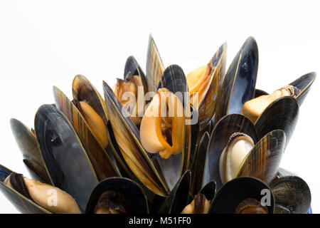 Cooked, rope-grown mussels, Mytilus edulis, bought from a supermarket. England UK GB Stock Photo