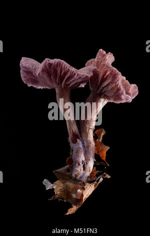 Studio picture of two amethyst deceiver toadstools, Laccaria amethystina. Dorset England UK GB on a black background