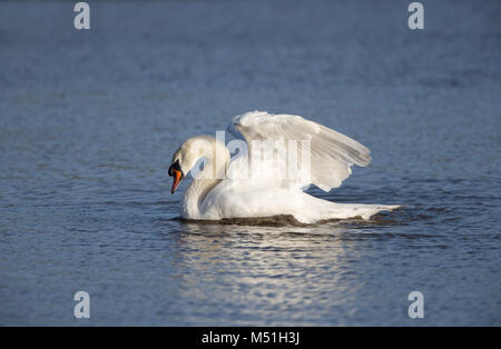 Side view of UK mute swan (Cygnus olor) isolated in sunshine gliding on rippled water, beautiful angel wings held high in the air, head lowered. Stock Photo