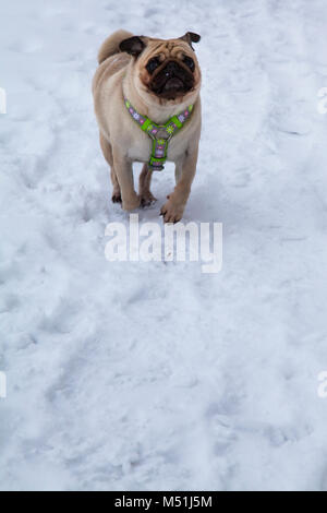 Dog walks in the winter. Beautiful pug.  Bright frosty winter day in the countryside. Stock Photo