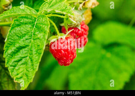 Two ripe raspberries on a branch of a bush in the garden Stock Photo