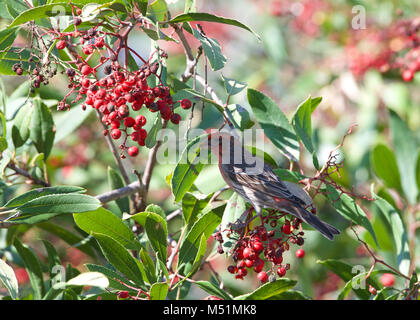 a male house finch in bushes eating red berries. They forage on the ground or in vegetation and primarily eat grains, seeds and berries, being voracio Stock Photo