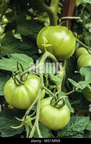 Large, round green tomatoes hang in a cluster from a staked tomato vine growing in a backyard food garden (vertical format). Stock Photo