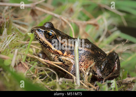 On a sunny spring day, a large Northern red-legged frog sits on the bank of a pond, partly camouflaged among a tangle of grasses and other vegetation. Stock Photo