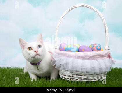 White kitten with heterochromia wearing a purple collar with bell crouched in green grass next to white basket full of Easter Eggs. Stock Photo