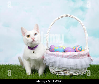 White kitten with heterochromia wearing a purple collar with bell crouched in green grass next to white basket full of Easter Eggs. Stock Photo