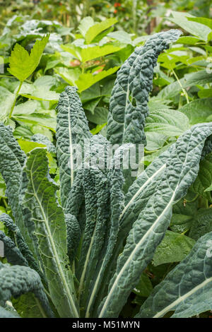 Tall, organic Tuscan kale (AKA Italian, Lacinato or Dinosaur kale) grows in a densely planted bed of diverse plants in a backyard food garden.