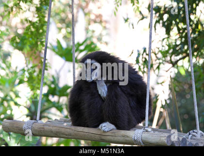 White handed Gibbon sitting in a tree swing relaxing. It is an endangered primate in the gibbon family, Hylobatidae. It is one of the better known gib Stock Photo