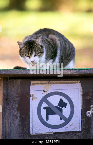 No dogs allowed, this is a cat only space. Dogs beware, not welcome. Beautiful white, grey and brown cat in aggressive mood. Stock Photo