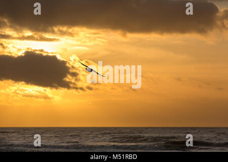 Seagull flying into golden sunset Stock Photo