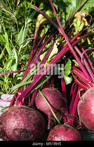 Beets freshly picked from a home garden Stock Photo