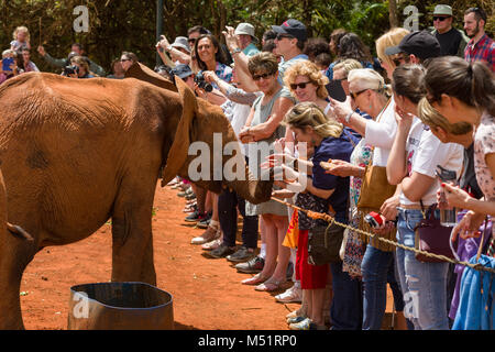 Tourists touch the trunk of a juvenile elephant as others watch, David Sheldrick Wildlife Trust, Nairobi, Kenya Stock Photo