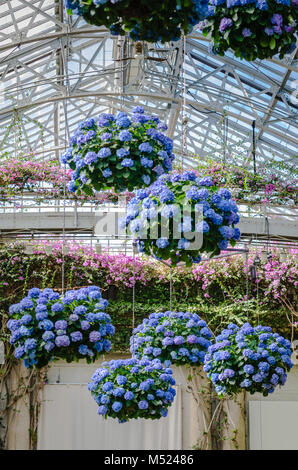 Flower baskets filled with blue hydrangeas (Hydrangea macrophylla) hang from glass ceiling in East Conservatory of Longwood Gardens, an American botan