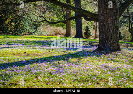 Field of purple crocus (crocus sativus)  flowers, early spring blossoms, under oak trees at Longwood Gardens, an American botanical garden in Kennett 