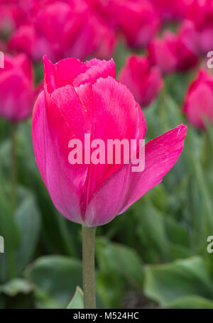 Tulip Lady Van Eijk Stock Photo - Alamy