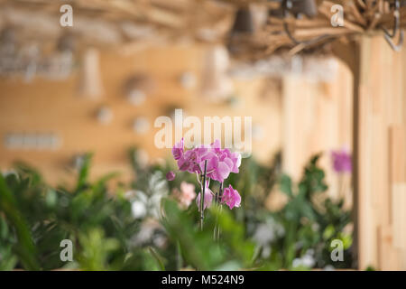 Restaurant or office in ecological theme - flower closeup Stock Photo