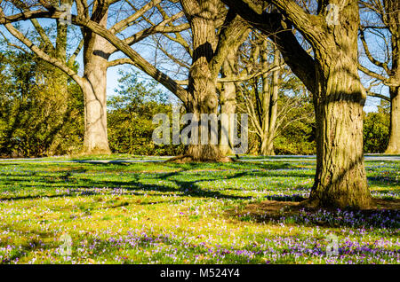 Field of purple crocus (crocus sativus)  flowers, early spring blossoms, under oak trees at Longwood Gardens, an American botanical garden in Kennett 