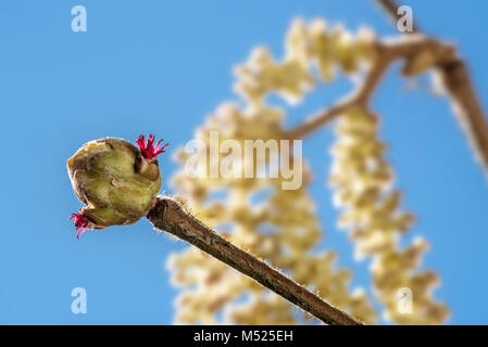Common hazel (Corylus avellana) close up of female catkin concealed in bud with only the red  styles visible against blue sky Stock Photo