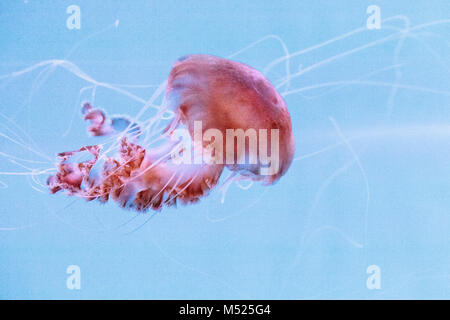 Black sea nettle jellyfish Chrysaora achlyos Stock Photo