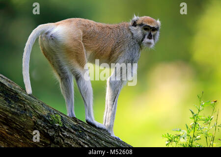 Common patas monkey (Erythrocebus patas patas),adult,standing on branch,captive Stock Photo