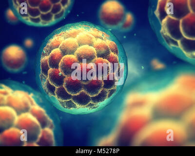 A morula is an early stage embryo consisting of cells , Stem cell research and treatment Stock Photo