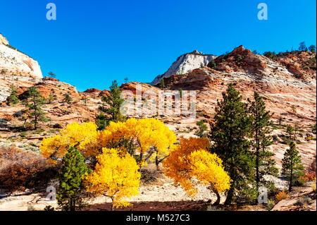 Vivid yellow leaves in Zion National Park in the fall Stock Photo
