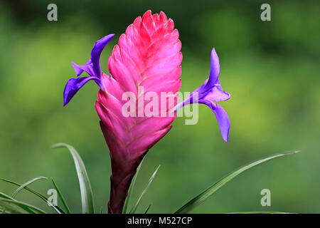 Blue tillandsia (tillandsia cyanea),blossom Stock Photo