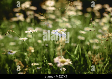 white field daisies on smooth stems Stock Photo