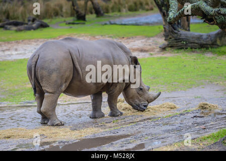 A large rhinocerous eating straw on a rainy day at the Animal Kingdom in the Walt Disney World Resort in Orlando, Florida. Stock Photo