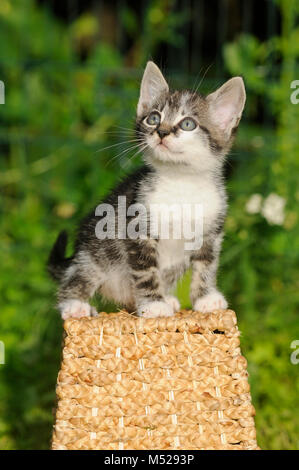 Kitten,mackerel,8 weeks,sitting on basket Stock Photo