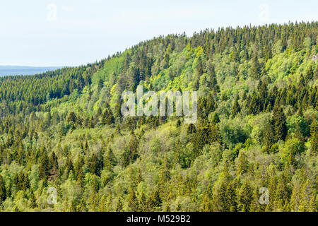 Coniferous forest landscape view in the summer Stock Photo